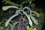familia Fabaceae. Вегетирующее растение со сложенными на ночь листьями. Малайзия, штат Саравак, округ Мири, национальный парк «Мулу». 10.03.2015.