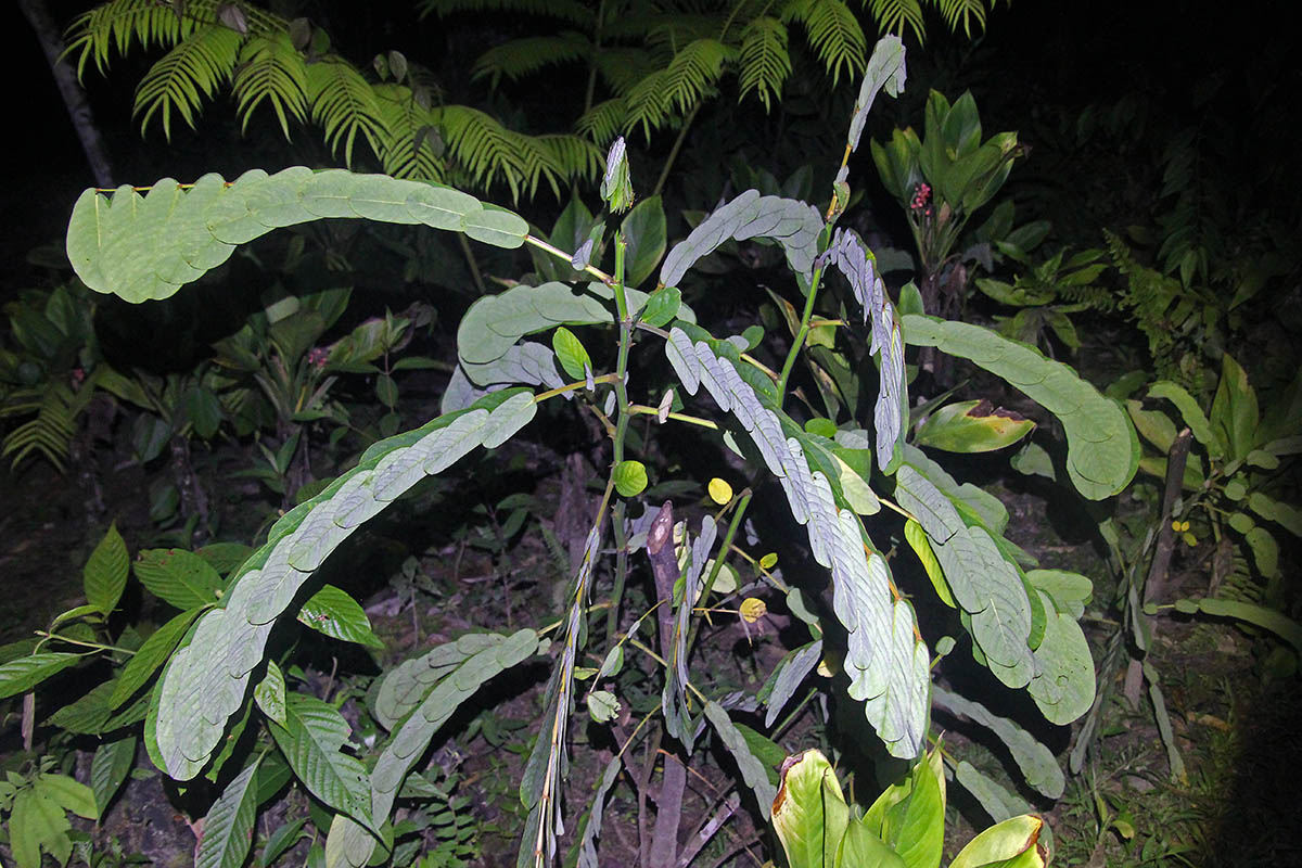 Image of familia Fabaceae specimen.