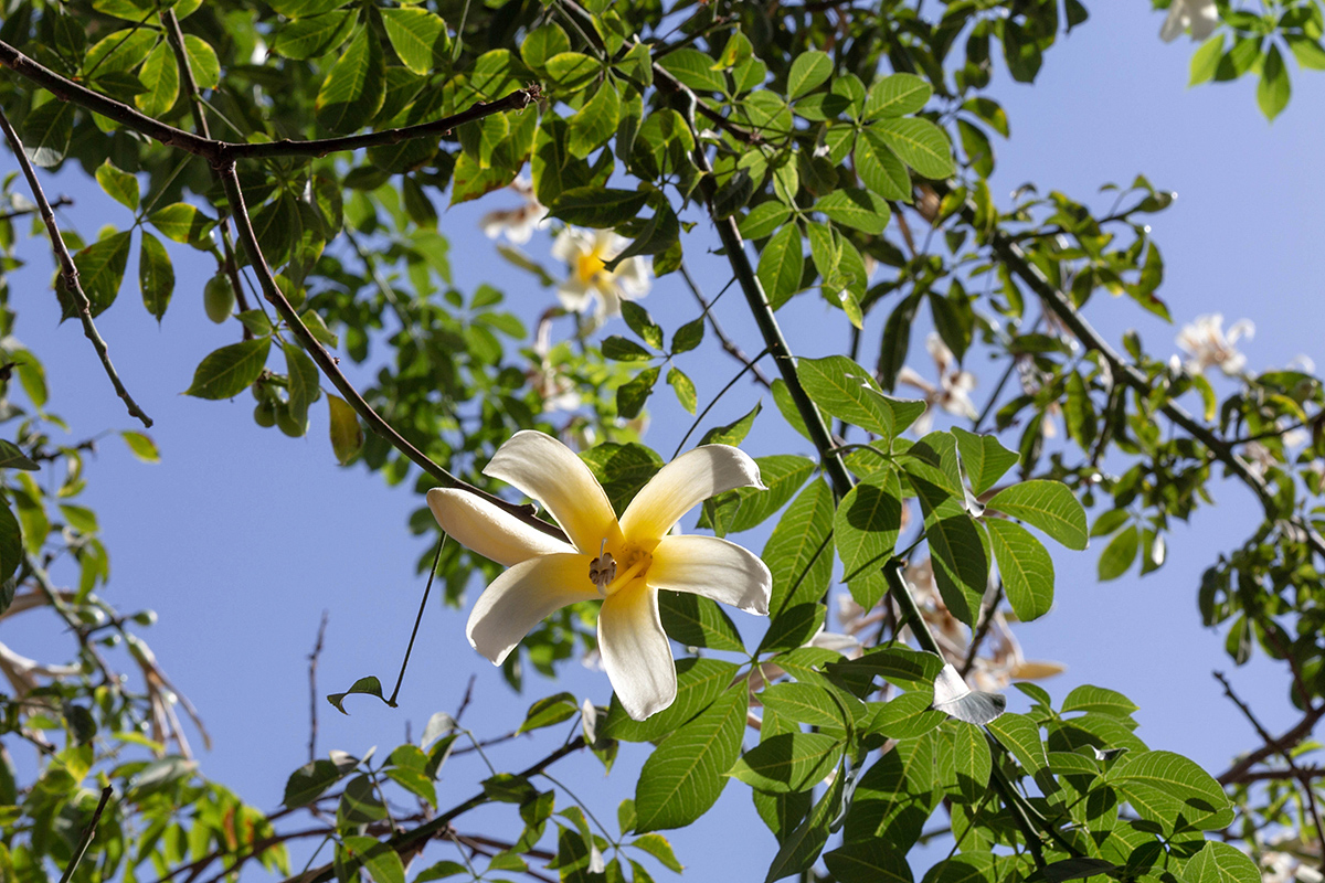 Image of Ceiba insignis specimen.