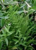 Athyrium monomachii. Вайи (вокруг растут Sasa и Fimbripetalum radians). Курильские о-ва, о-в Кунашир, берег оз. Лагунное, заросли бамбучника у воды. 18.08.2022.