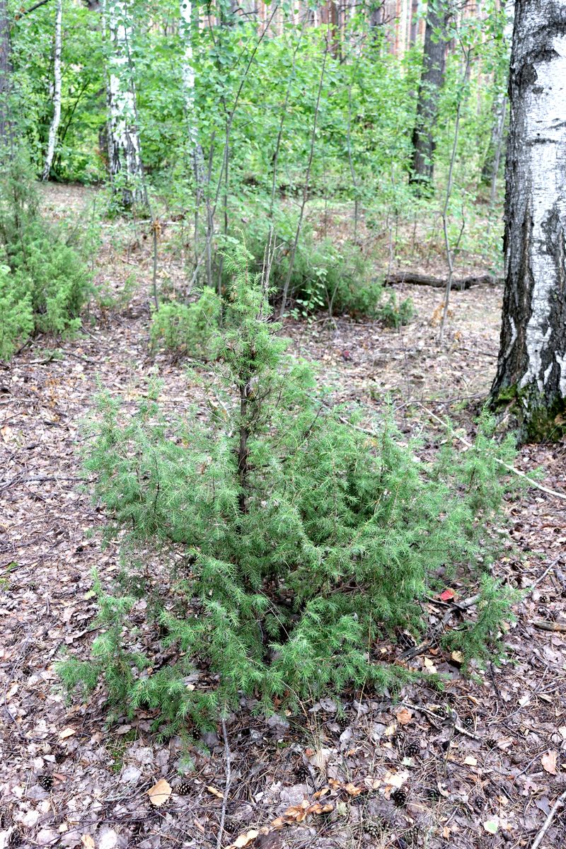 Изображение особи Juniperus communis.