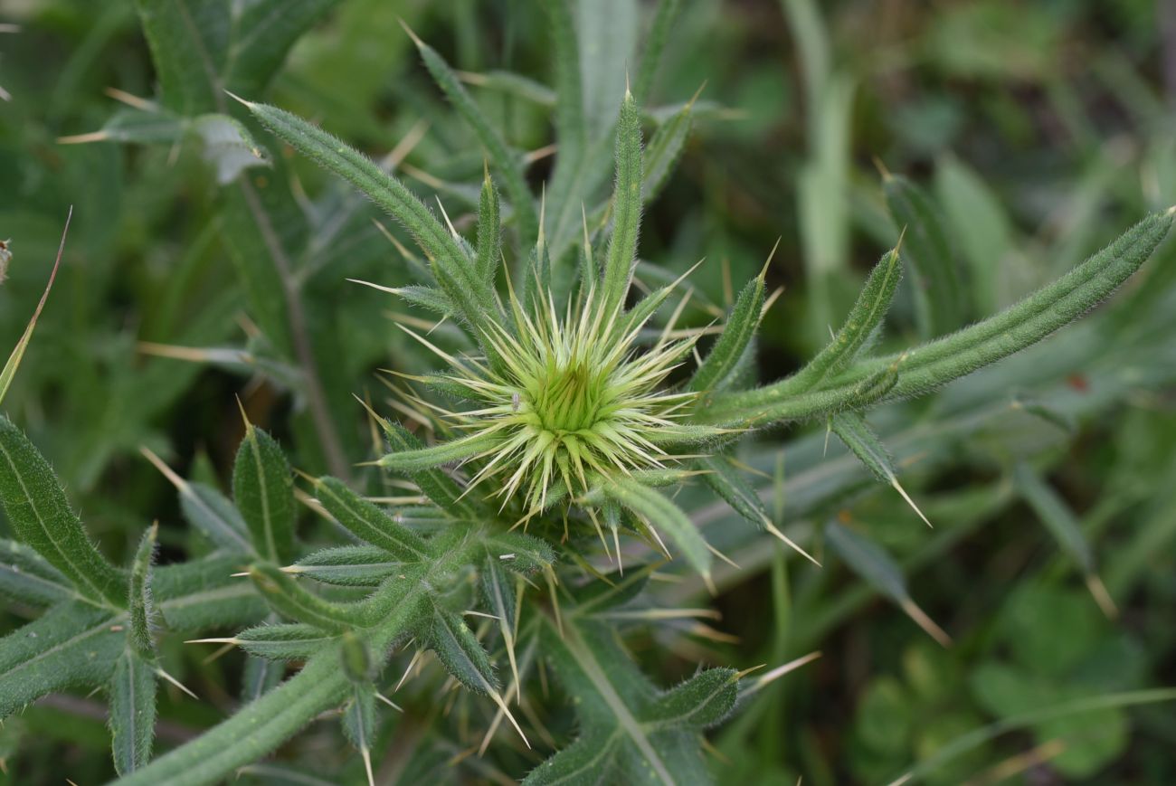 Изображение особи род Cirsium.