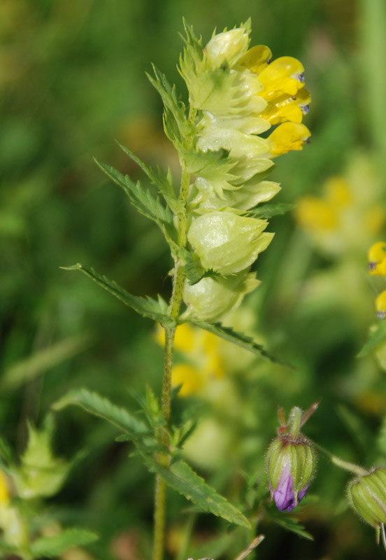 Изображение особи Rhinanthus serotinus.