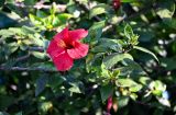 Hibiscus rosa-sinensis. Верхушка побега с цветком. Марокко, обл. Танжер - Тетуан - Эль-Хосейма, окр. г. Ваззан, в культуре. 05.01.2023.