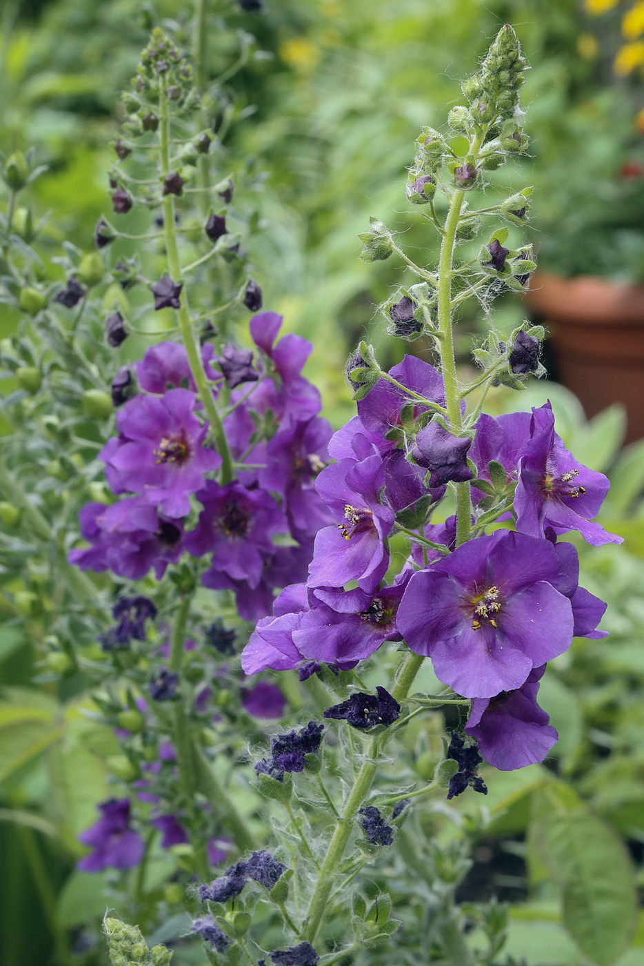 Изображение особи Verbascum phoeniceum.