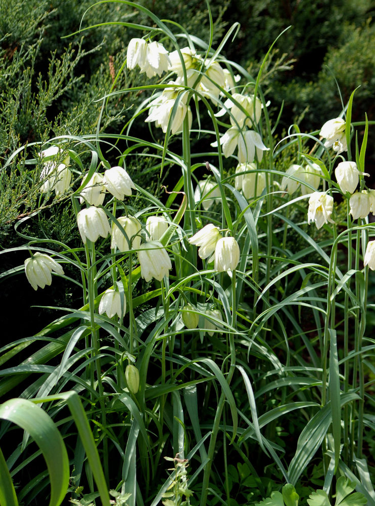 Изображение особи Fritillaria meleagris.