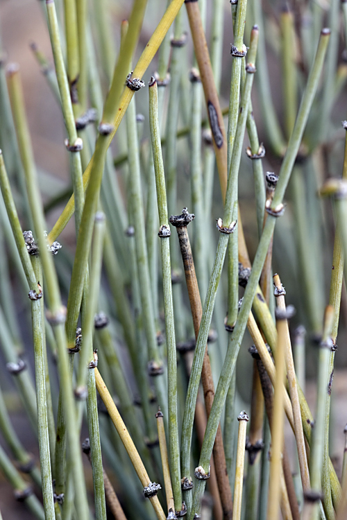 Image of Ephedra intermedia specimen.