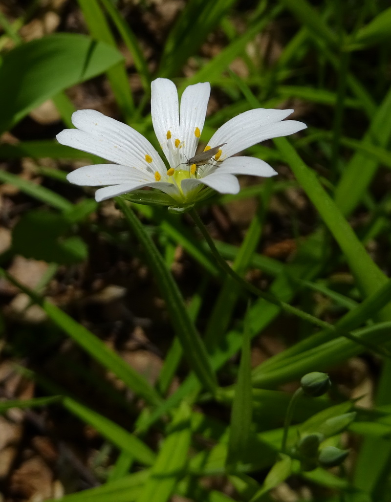 Image of Stellaria holostea specimen.