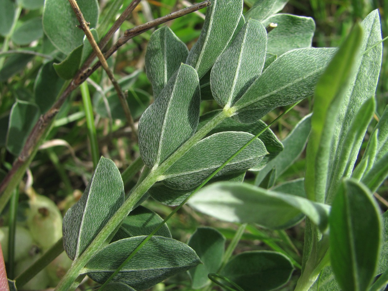 Image of Astragalus calycinus specimen.