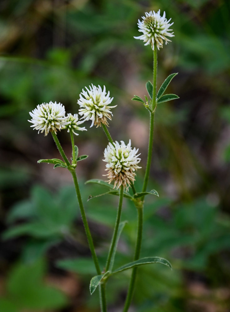 Image of Trifolium montanum specimen.