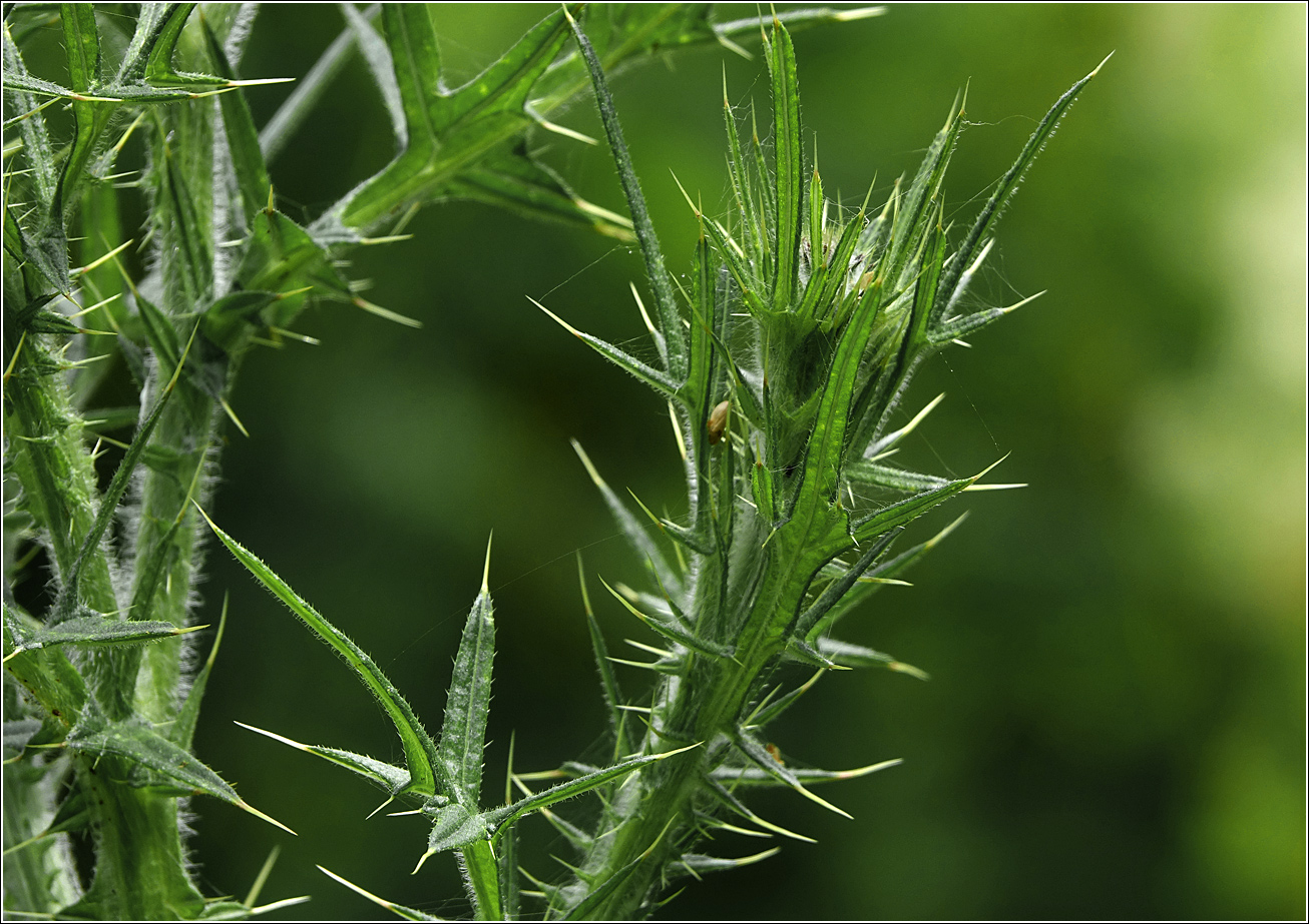 Image of Cirsium vulgare specimen.