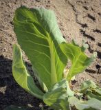 Brassica oleracea var. capitata