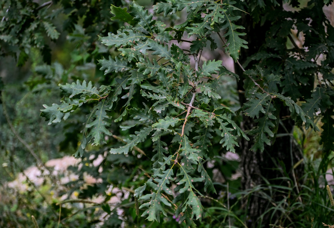 Изображение особи Quercus dalechampii.