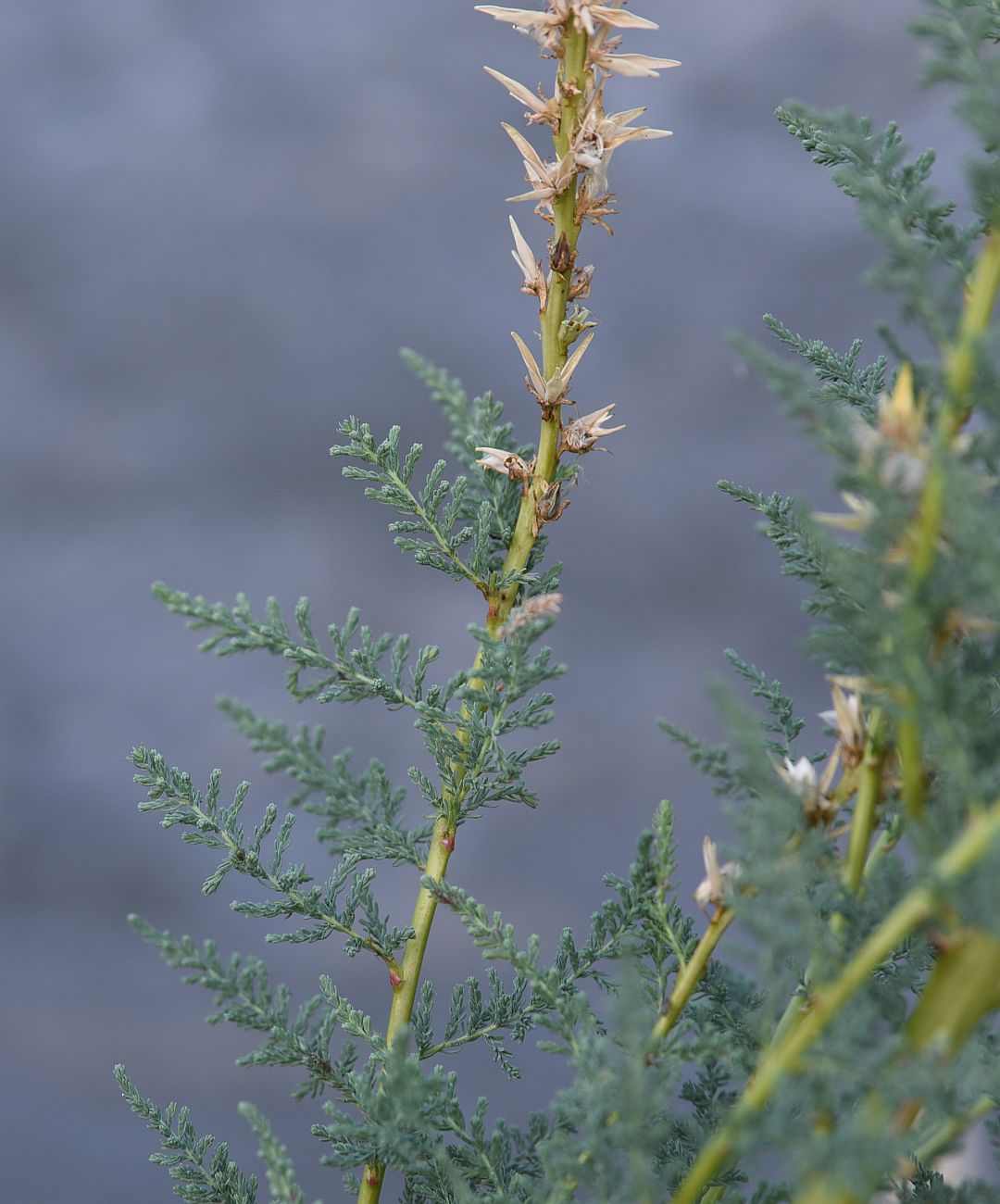 Image of Myricaria bracteata specimen.