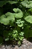 Смотреть изображение Macrosciadium physospermifolium