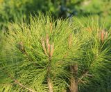 Pinus pinea. Веточки с развивающимися побегами. Краснодарский край, Черноморское побережье Кавказа, г. Новороссийск, в культуре. 28 апреля 2019 г.