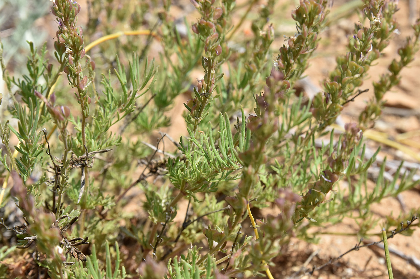 Image of Veronica capsellicarpa specimen.