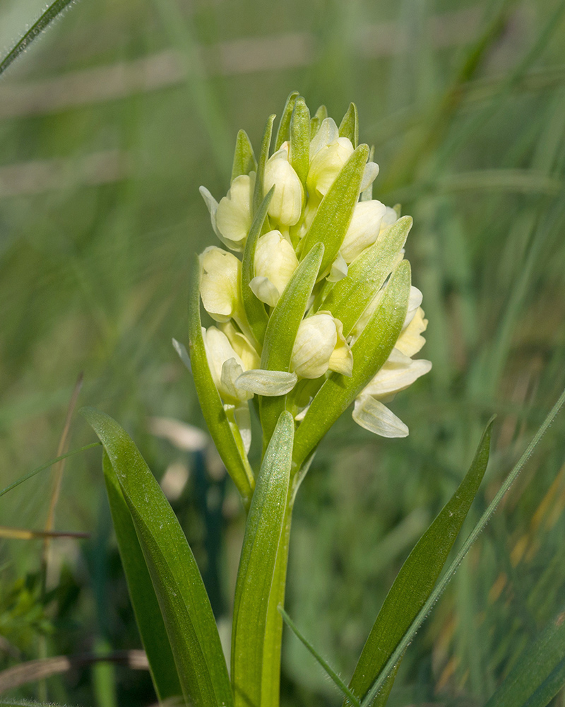 Image of Dactylorhiza romana ssp. georgica specimen.