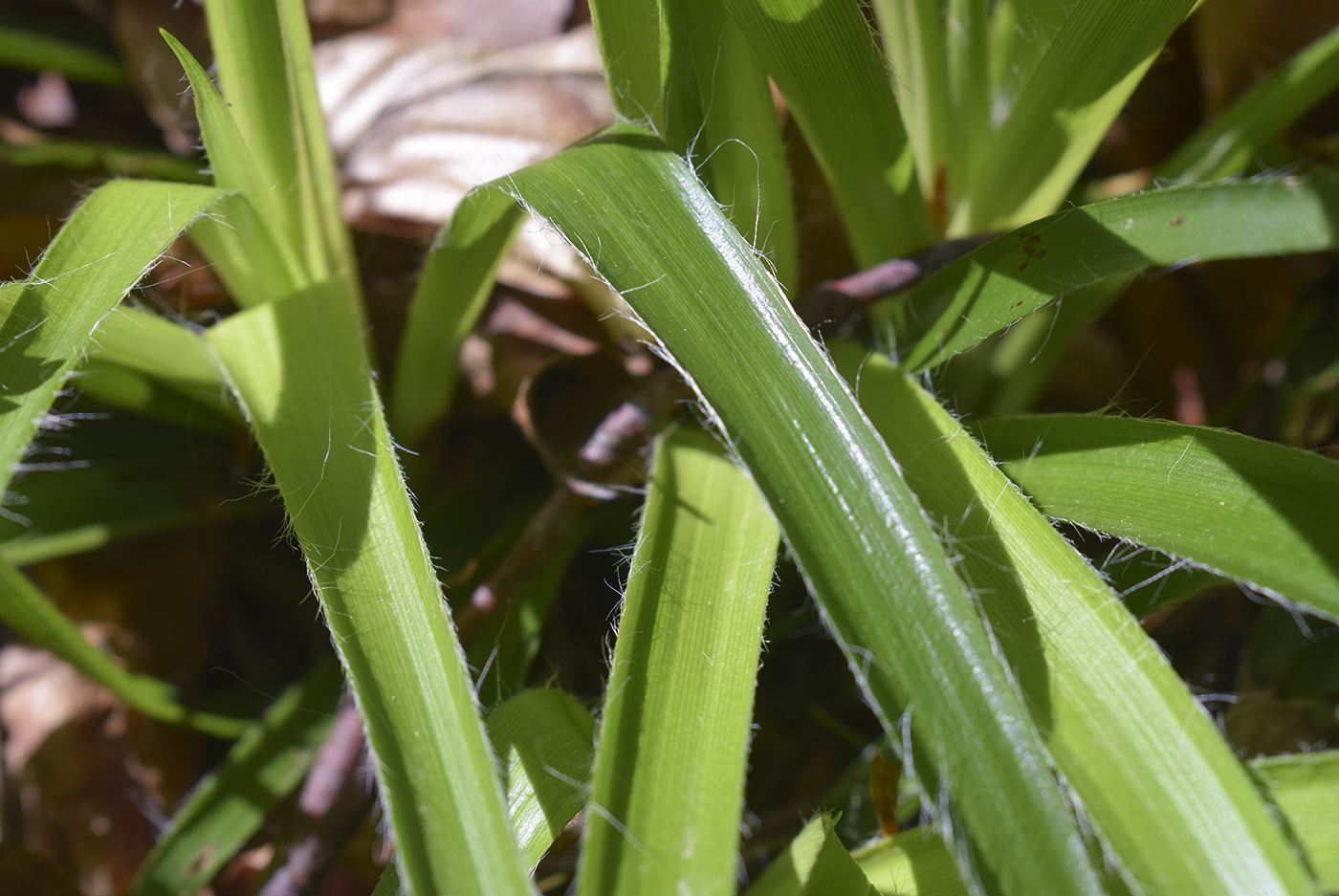 Image of genus Luzula specimen.