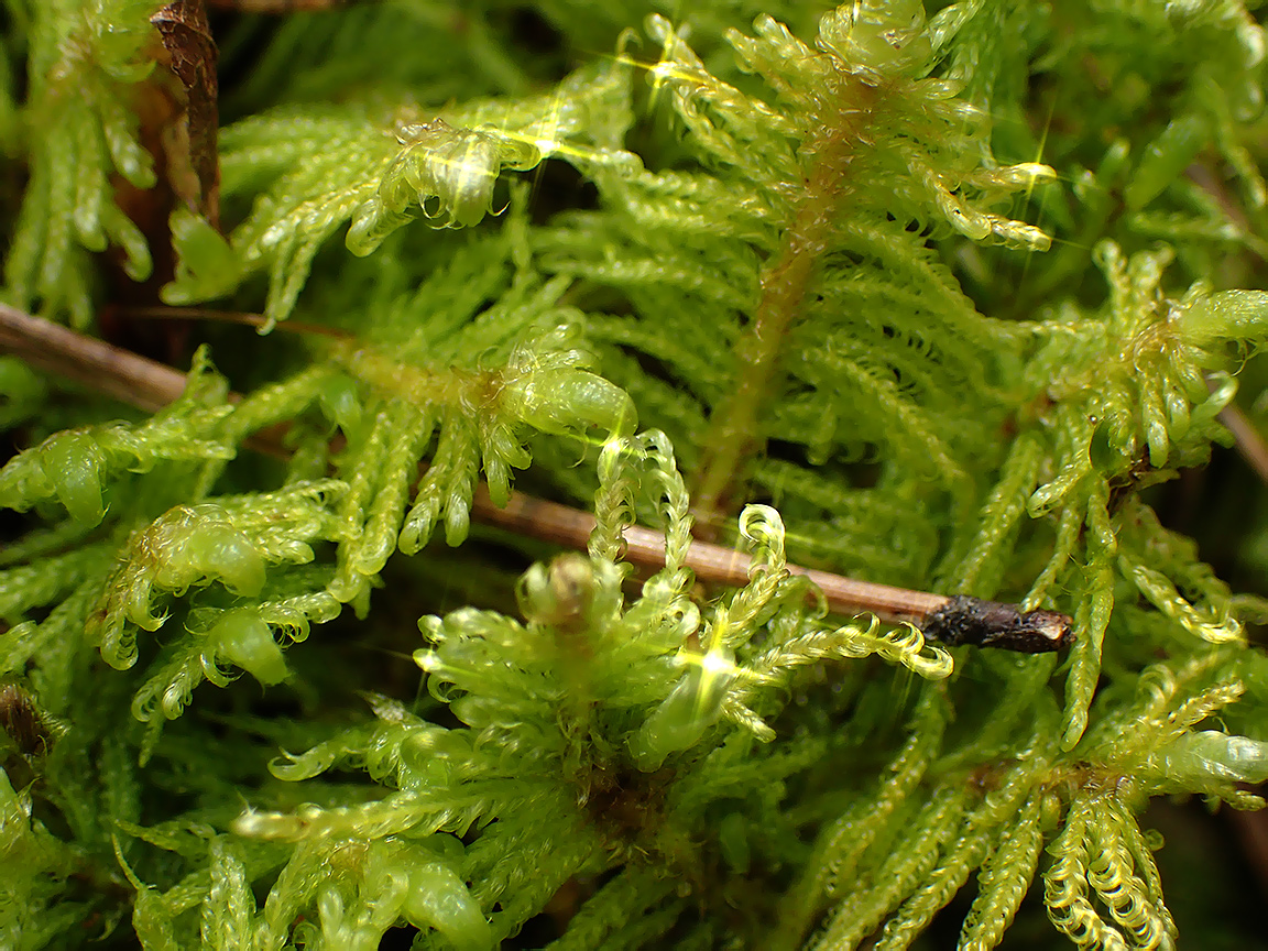 Image of Ptilium crista-castrensis specimen.