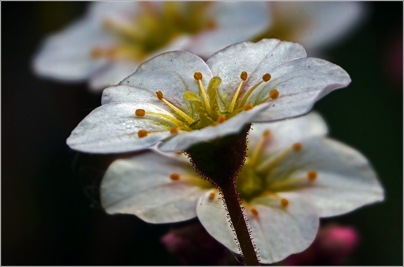 Image of Saxifraga &times; arendsii specimen.