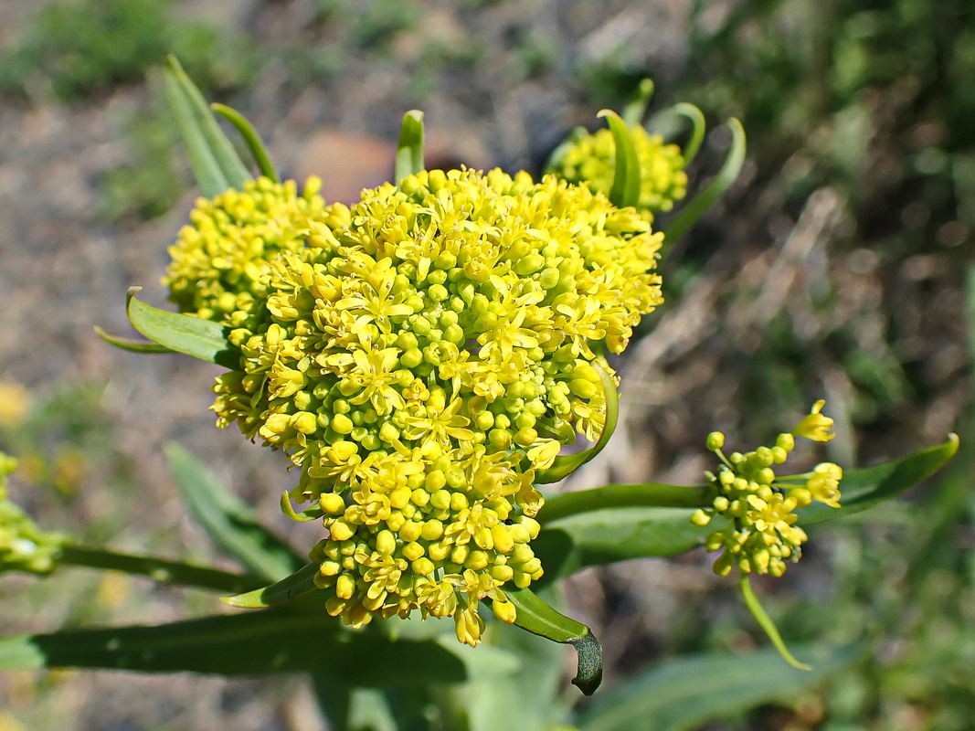 Image of Bunias orientalis specimen.