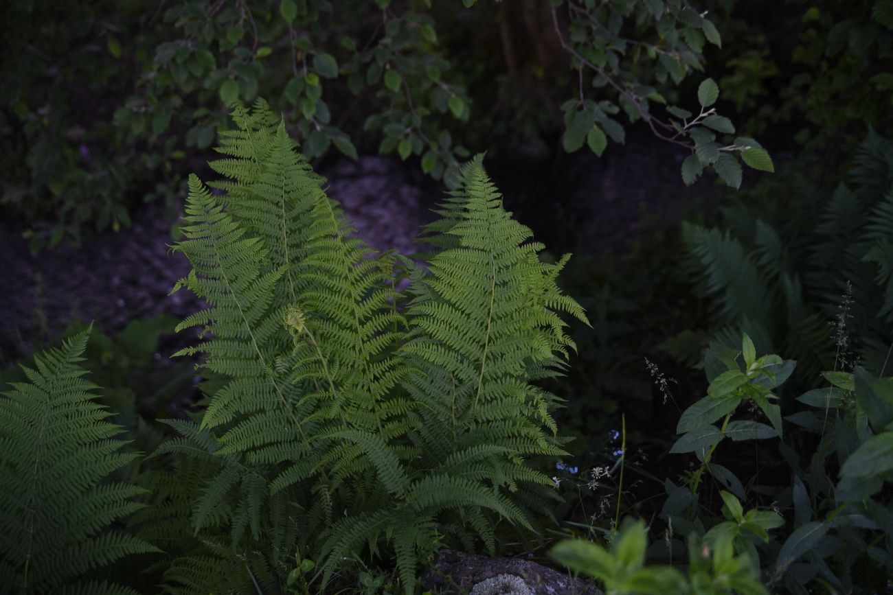 Image of Athyrium filix-femina specimen.