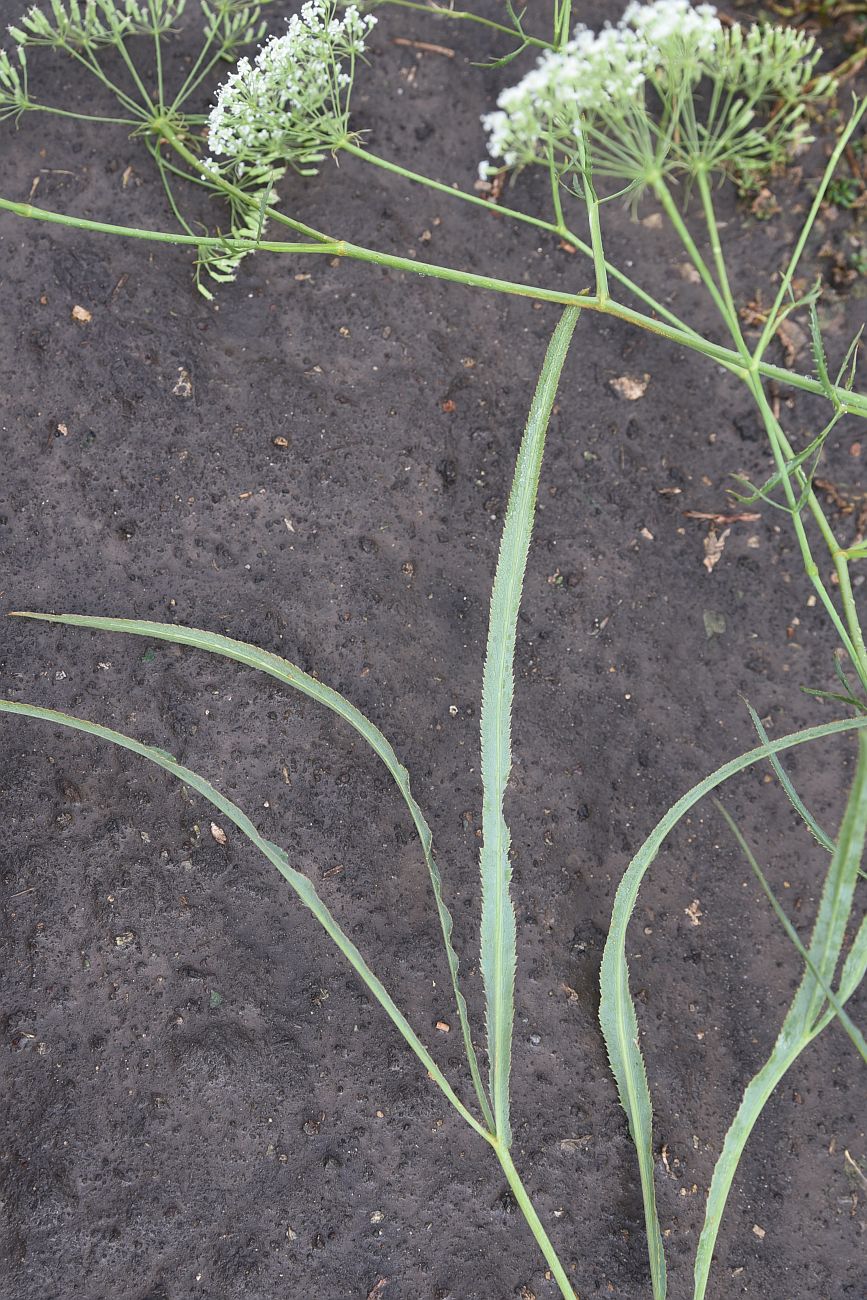 Image of Falcaria vulgaris specimen.