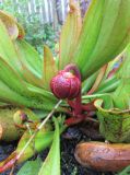 Sarracenia purpurea