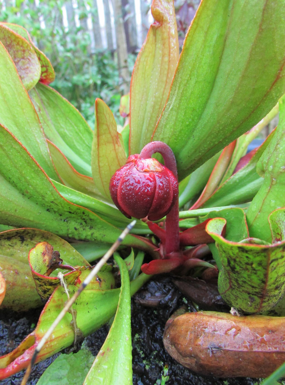 Изображение особи Sarracenia purpurea.