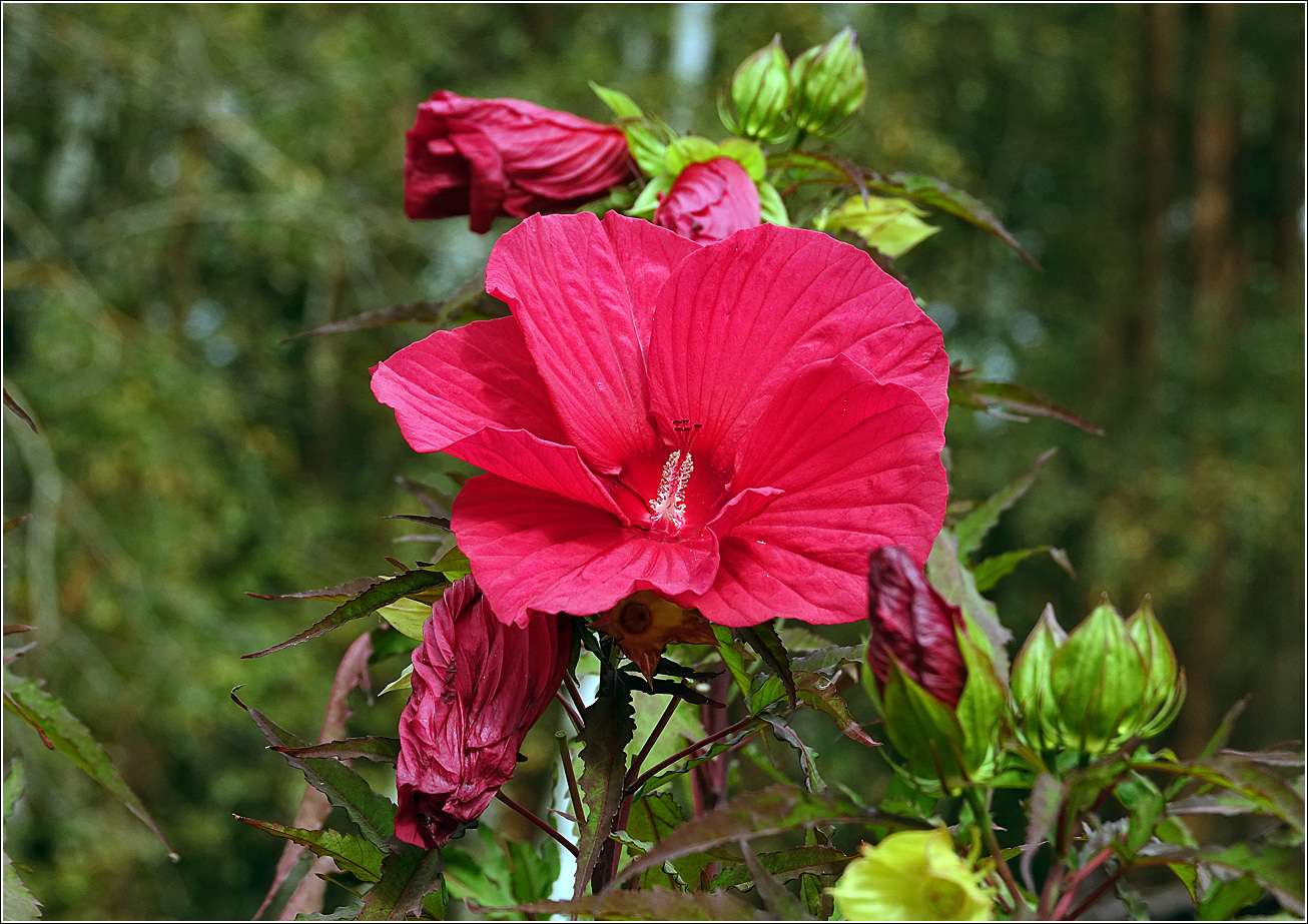 Image of Hibiscus &times; hybridus specimen.