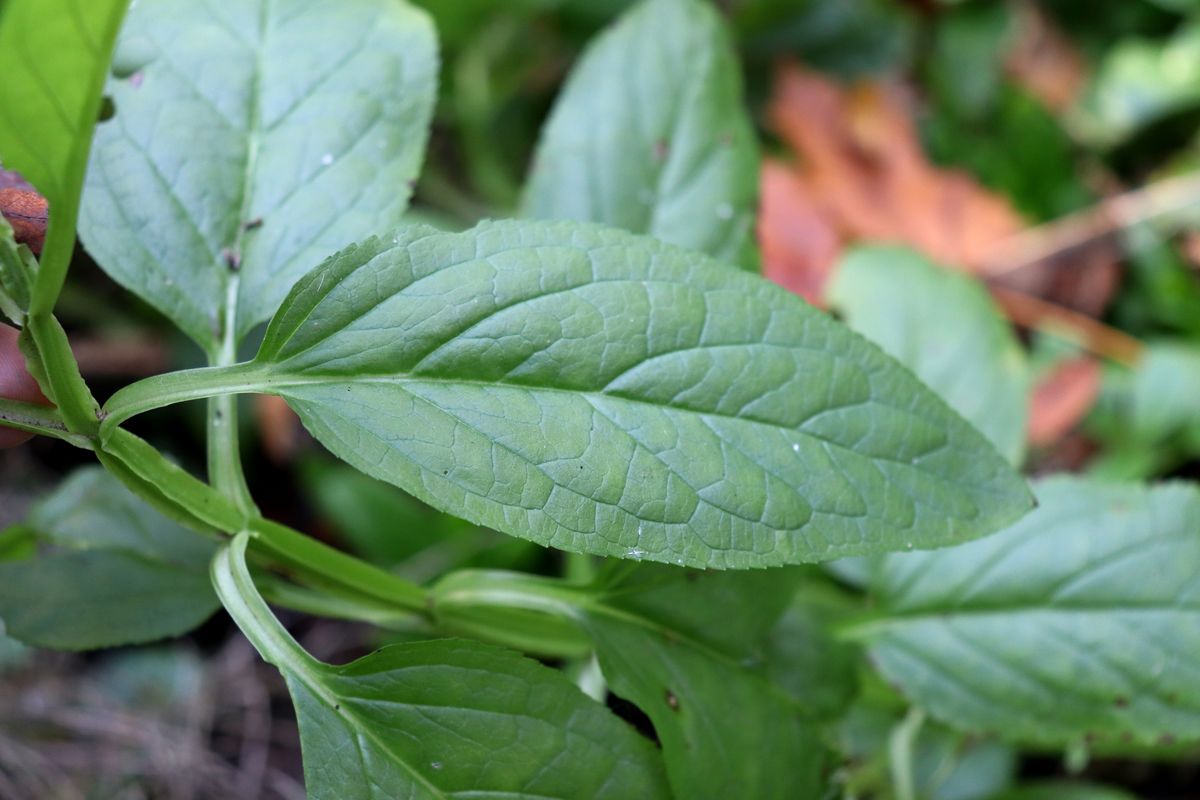 Изображение особи Scrophularia umbrosa.