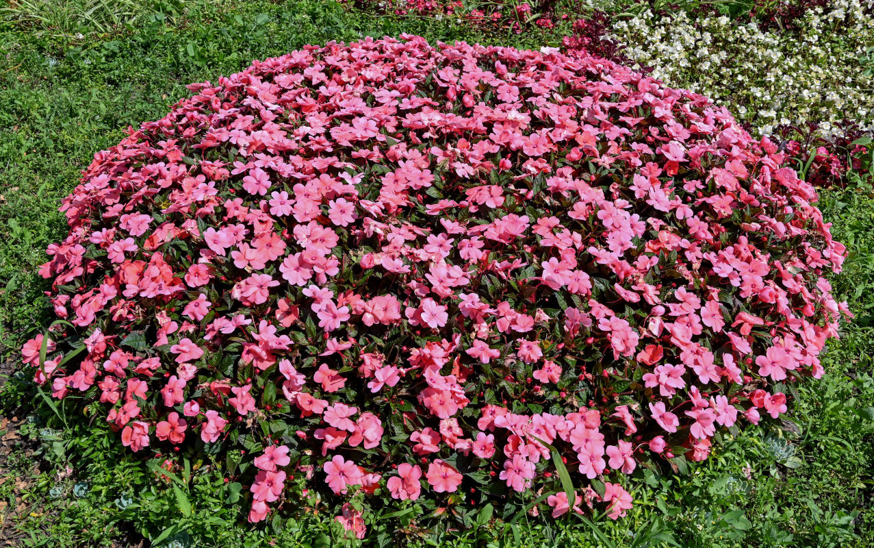 Image of Impatiens walleriana specimen.