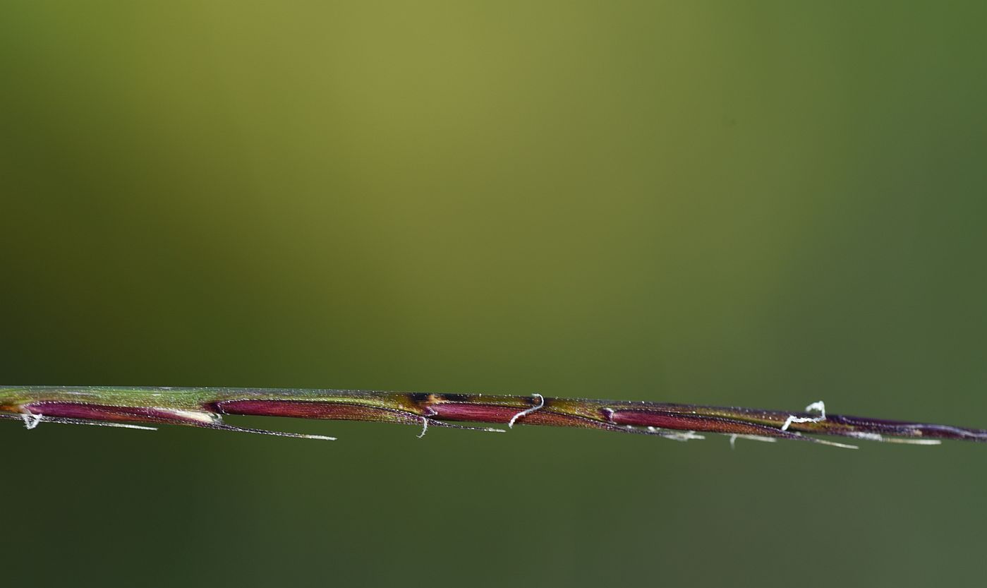 Image of familia Poaceae specimen.