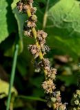 Verbascum densiflorum