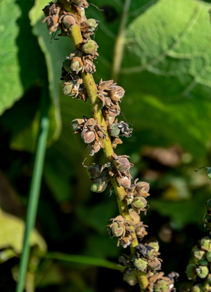 Image of Verbascum densiflorum specimen.