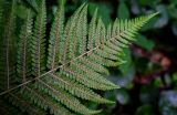 Dryopteris filix-mas. Верхушка вайи с сорусами (вид на абаксиальную поверхность). Московская обл., Дмитровский гор. округ, окр. оз. Свиное, смешанный лес. 21.07.2024.