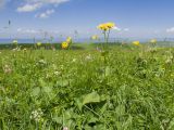 Doronicum macrophyllum