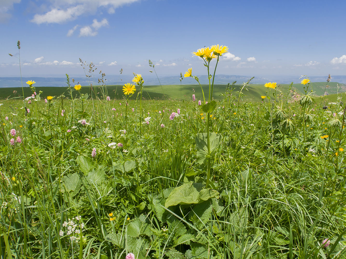 Изображение особи Doronicum macrophyllum.