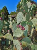 Opuntia discata