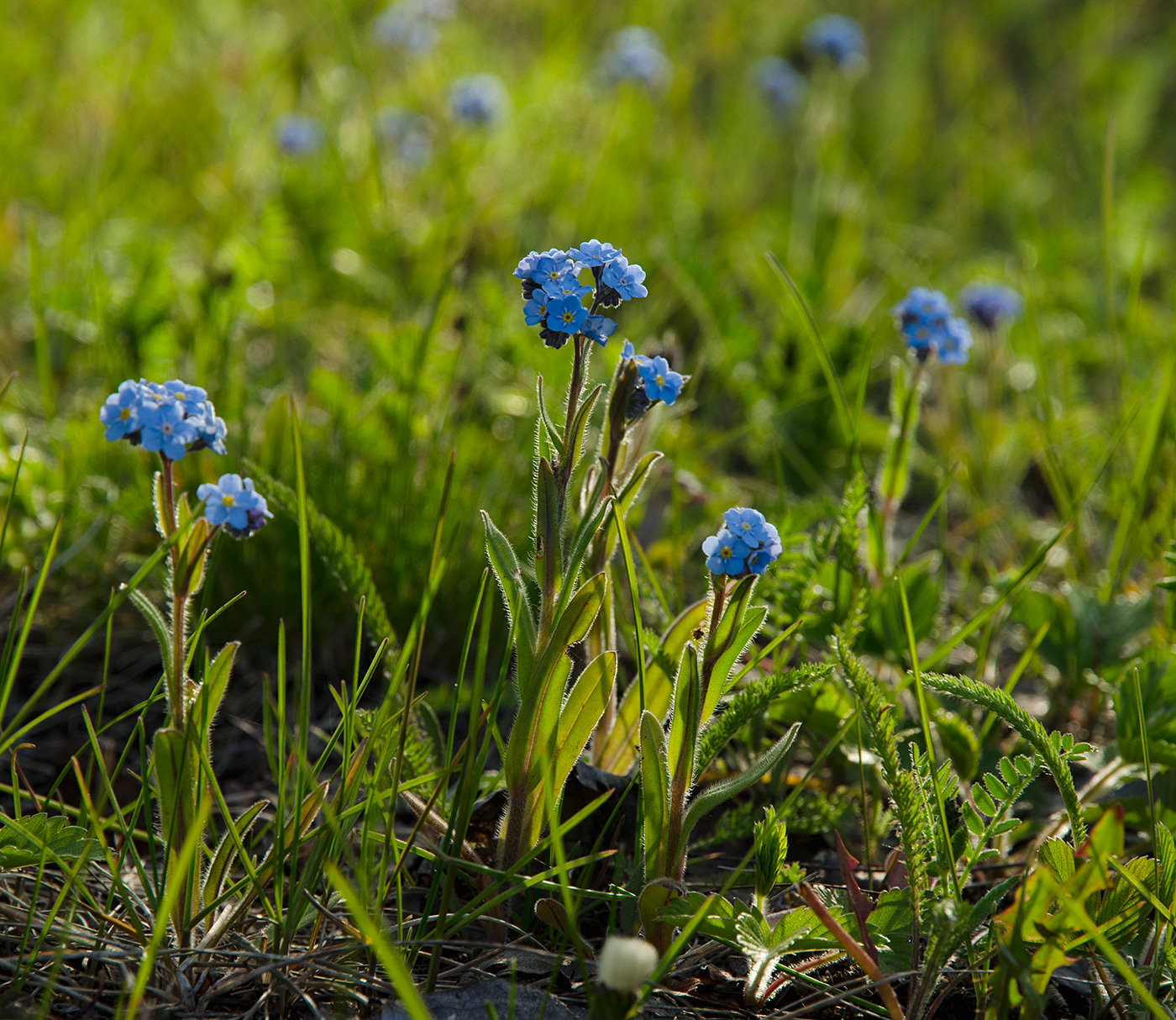 Image of genus Myosotis specimen.