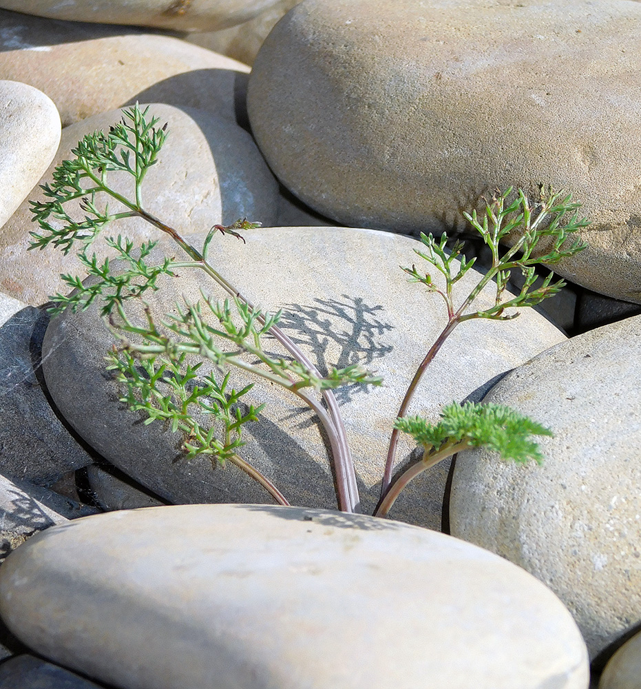 Изображение особи Astrodaucus littoralis.