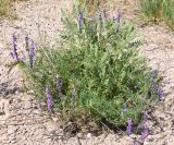 Vicia tenuifolia