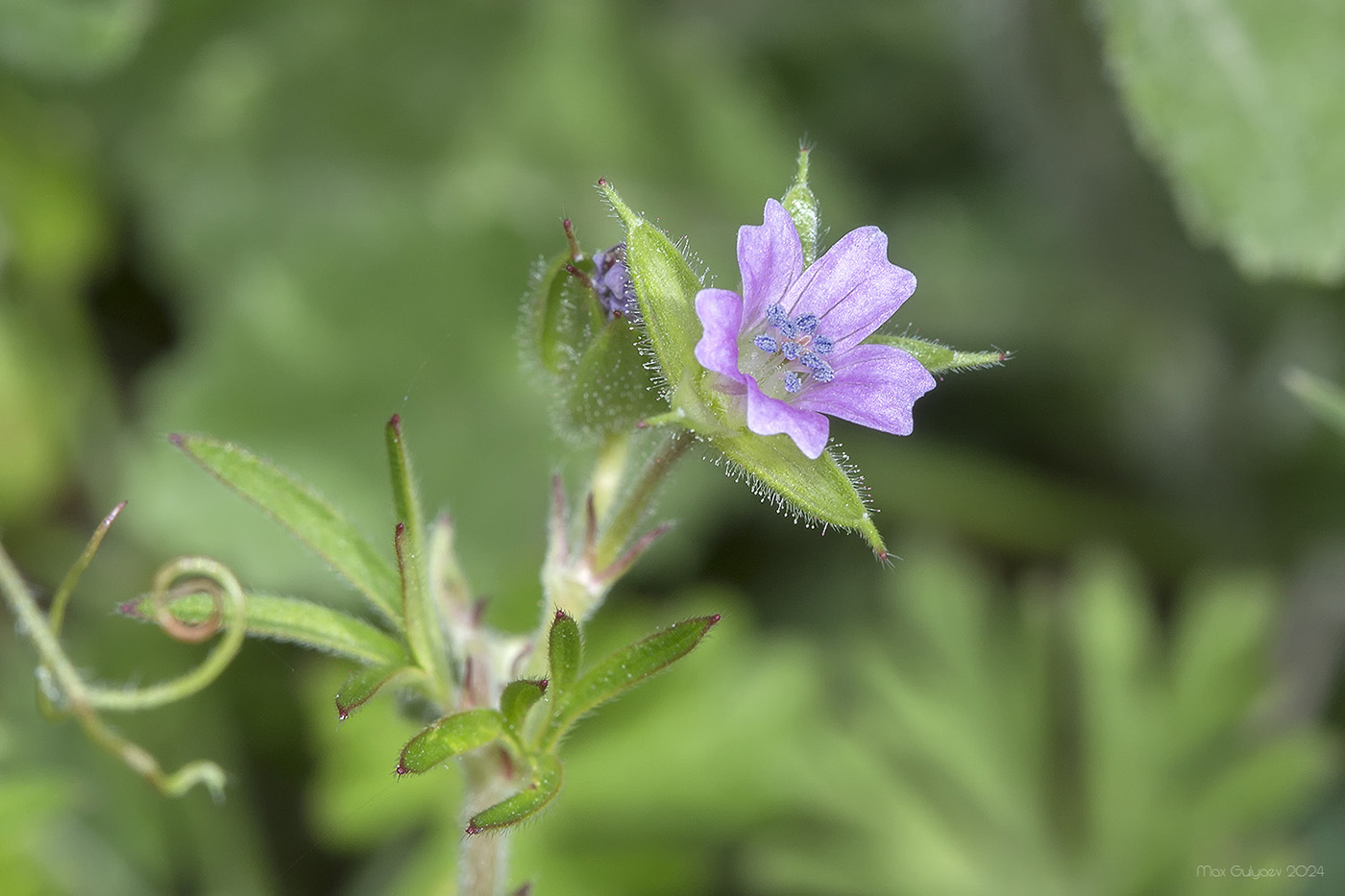 Изображение особи Geranium dissectum.