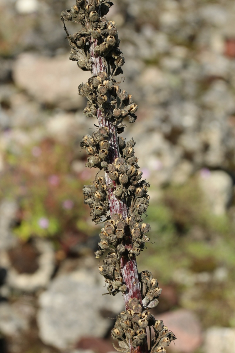 Image of Verbascum nigrum specimen.