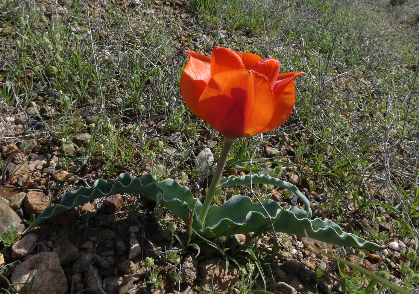 Image of Tulipa alberti specimen.