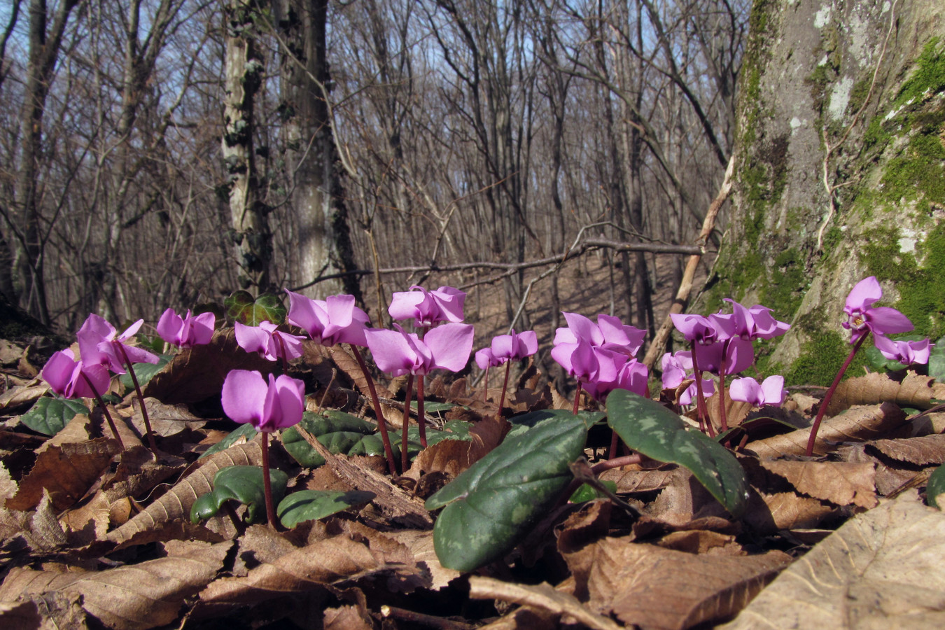 Image of Cyclamen coum specimen.