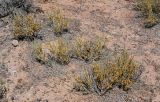 View full-size image Ephedra dahurica