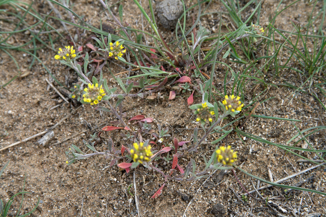 Image of Alyssum turkestanicum var. desertorum specimen.