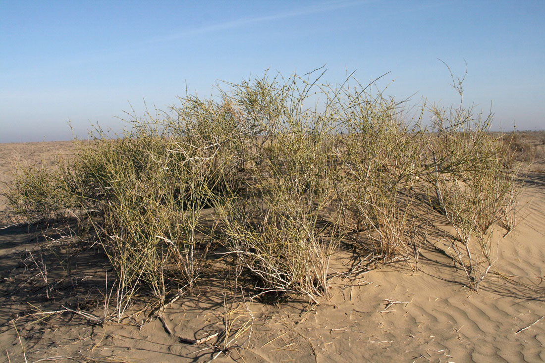 Image of Ephedra strobilacea specimen.